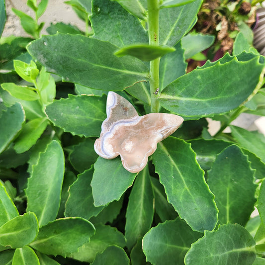 Flower Agate Butterfly