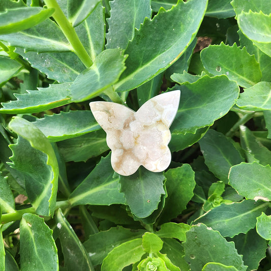 Flower Agate Butterfly