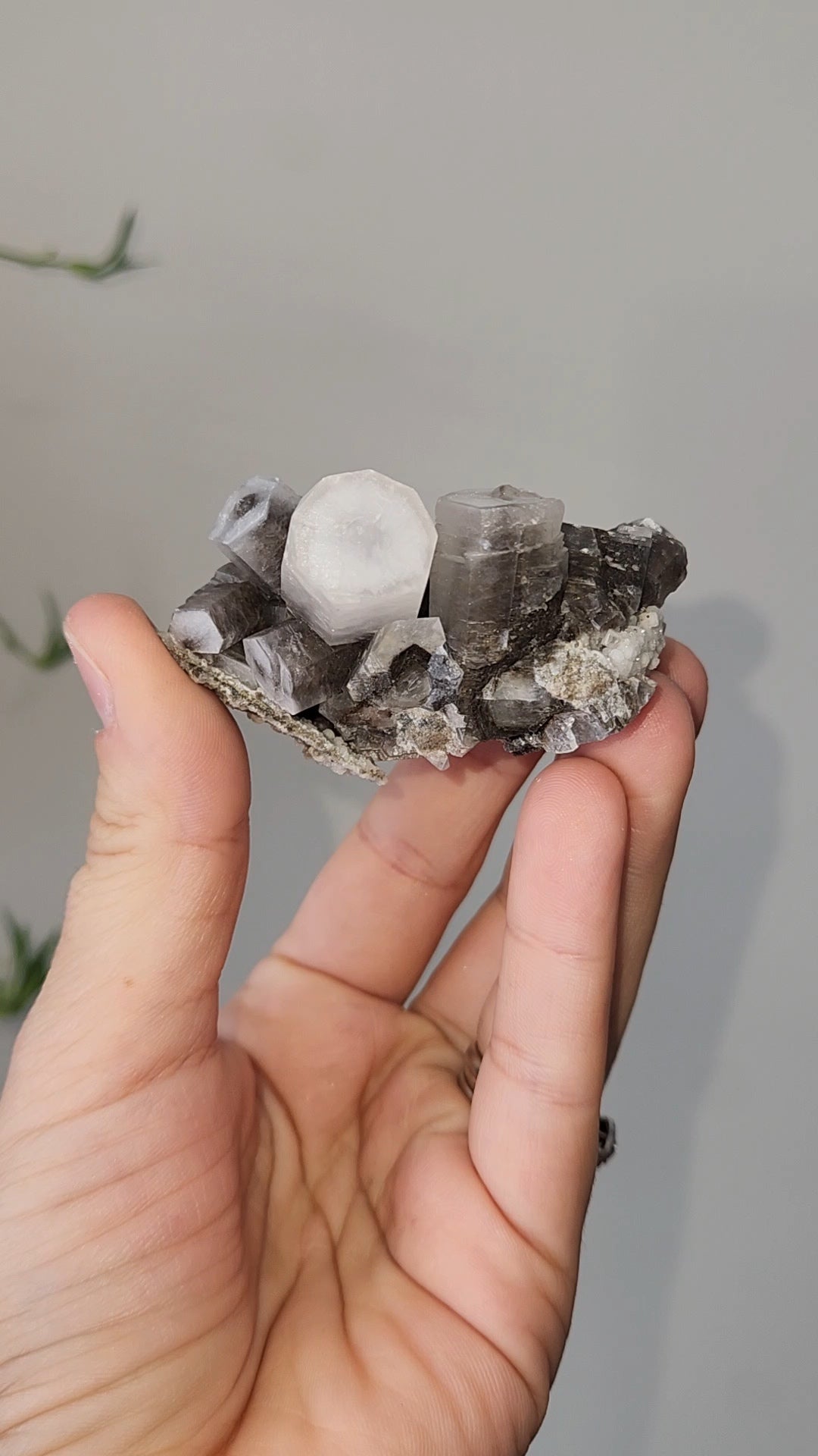 Panda Calcite D